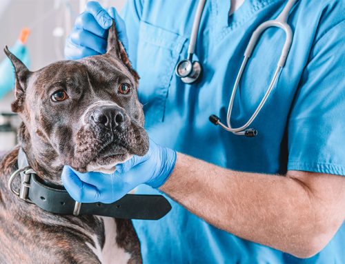 When Every Second Counts: Understanding and Acting on Pet Emergency Signs