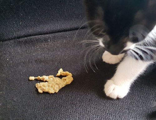 Understanding Cat Vomiting: A Guide to Keeping Your Feline Healthy