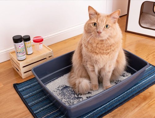 Preventing UTIs in Pets: Expert Tips for a Healthier Pet