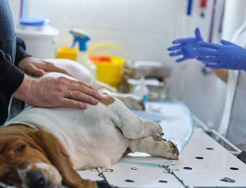 Understanding Pyometra: Protecting Your Pet with Expert Insights
